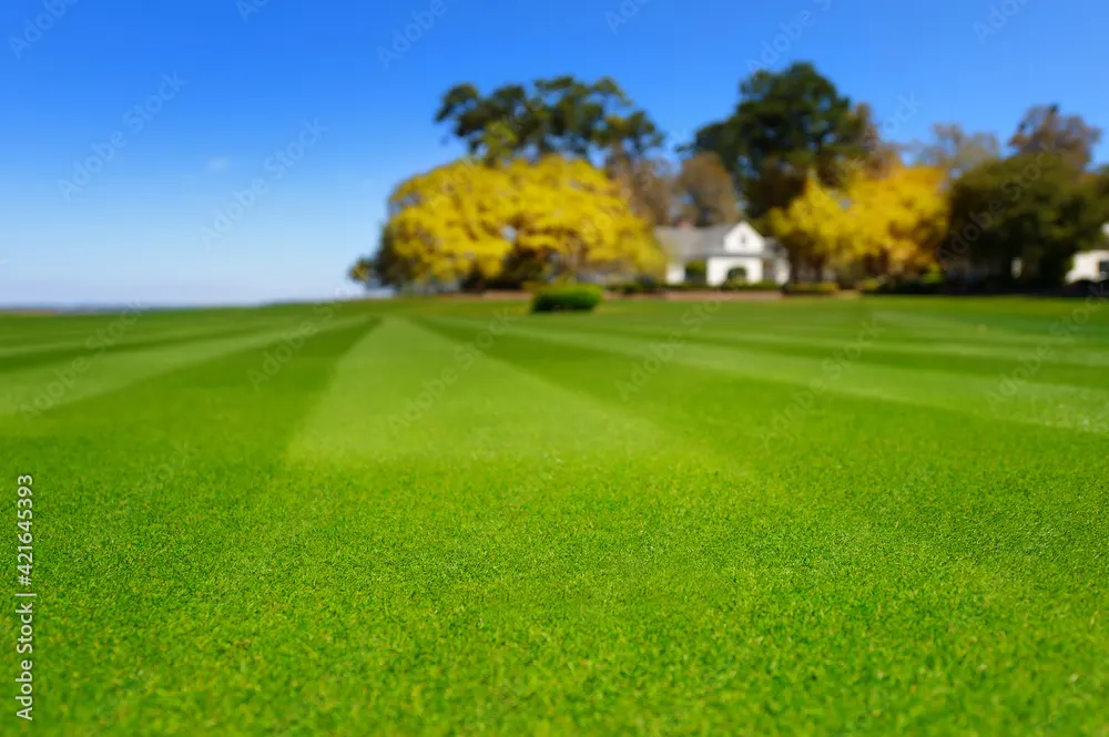 Perfectly striped, freshly mown garden lawn in bright summer sun