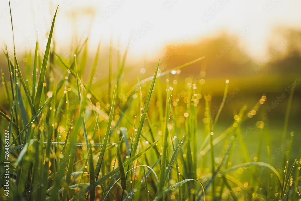 Fresh green grass with morning dew in low sunlight